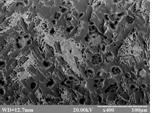  Microstructure of Fe alloy 