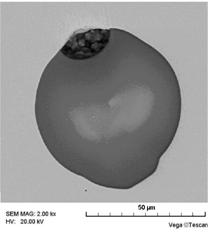 Fig. 2 Morphologies of a typical inclusion in Sample 1